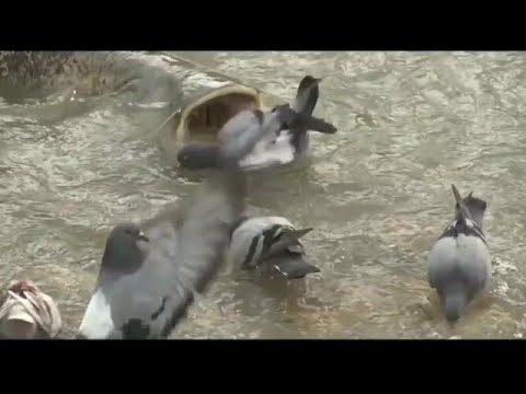 Βίντεο: Γιατί το πουλί μου με δαγκώνει;