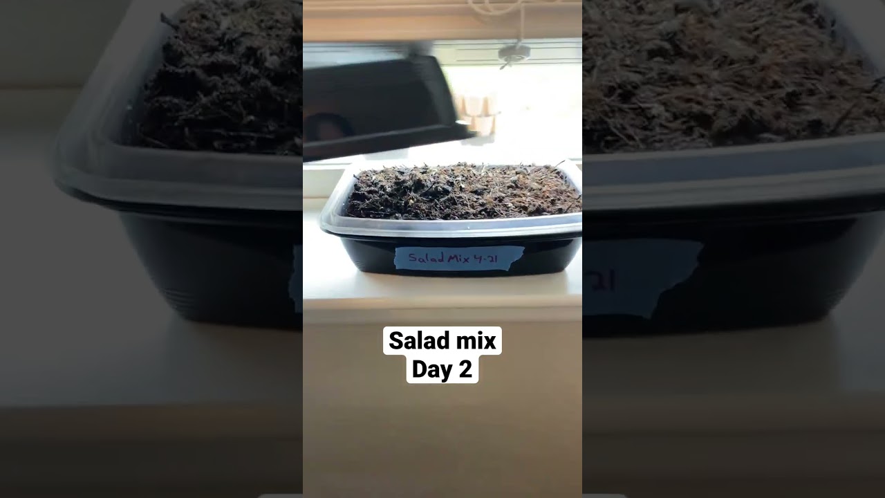 Hydroponic Lettuce Seed Germination Day 2 