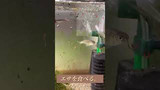 アブラボテ　ヤリタナゴ　タナゴ　エサを食べる。（日本淡水魚　アクアリウム　オヤニラミ　トゲウオ　メダカ　エビ　）#shorts