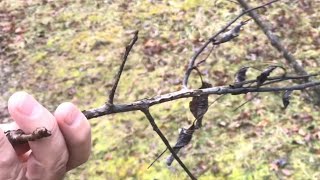 how to IDENTIFY fire blight (how to fix it) apples pears screenshot 3