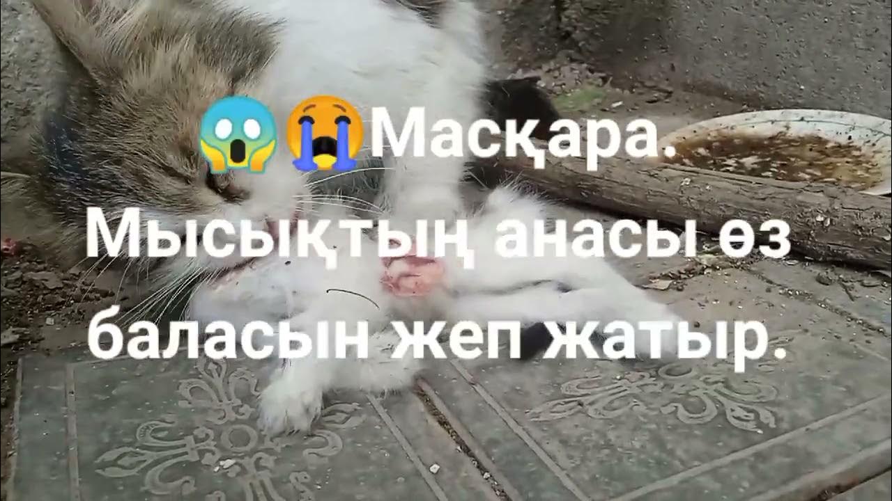 Өзбек Тилиданың секс видеосы