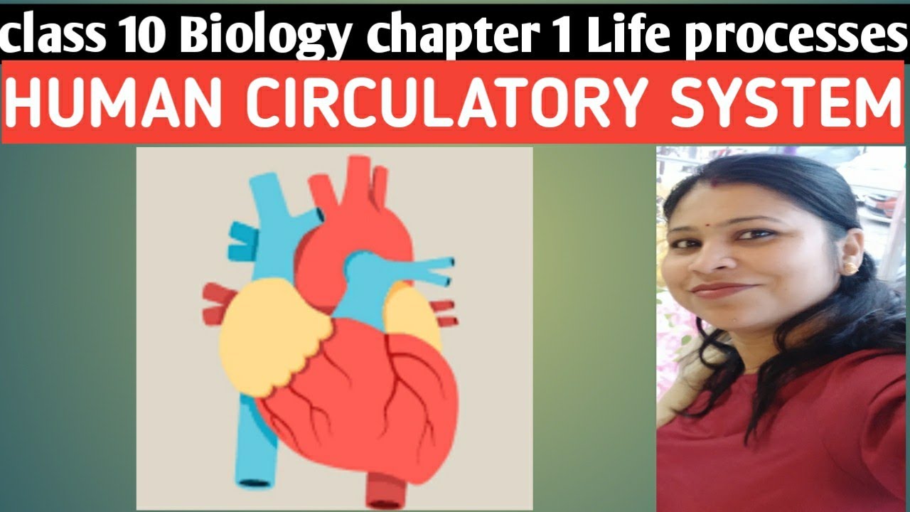 HUMAN CIRCULATORY SYSTEM, TRANSPORT SYSTEM OF MAN, class 10 
