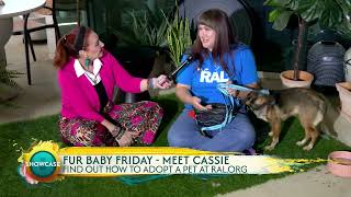 Fur Baby Friday Meet Cassie from the Richmond Animal League
