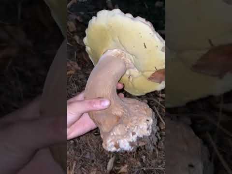 #funghi #porcini #boletus