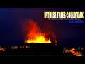 If These Trees Could Talk - Blurry Creatures (Official)