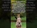 #Wildlife #animals # study #learing#studyonyoutube