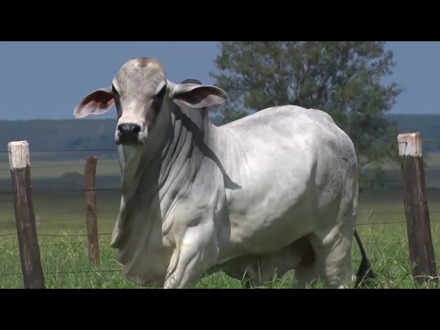 Lote 07    Fazenda Nova Pousada