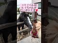 好きが溢れちゃうユキチくん#東武動物公園#動物#ポニー#かわいい #zoo#animals