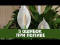 Женское Счастье (Спатифиллум) 5 Ошибок при Поливе