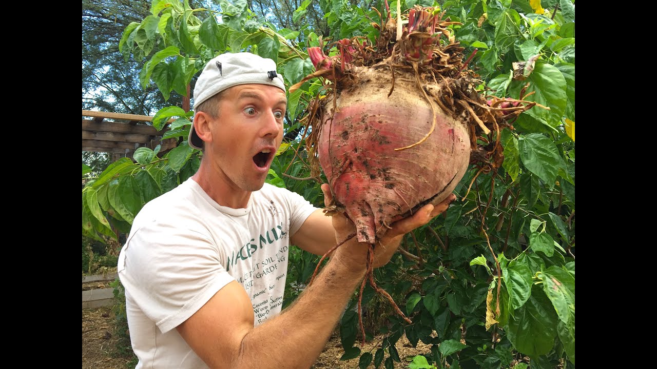 Largest Beet Ever Grown Backyard Gardening YouTube Largest Beet Ever Grown Backyard Gardening YouTube