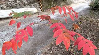 ［羅氏鹽膚木］葉子超紅的羅氏鹽膚木，野生的約2年的樹齡，還沒開過花。諾亞蜂舟-粉源植物。