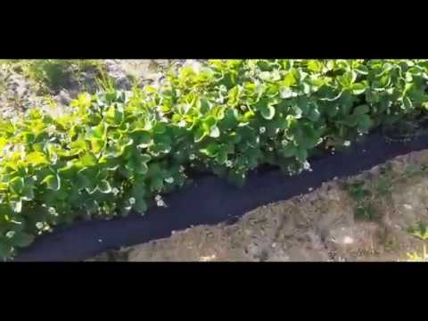 Внесение калийного удобрения