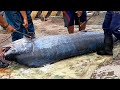 Giant Blue Marlin Cutting in Taiwan