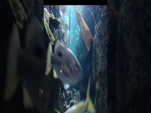 Under Water Zoo Dubai Mall 2021 | Dubai Mall Aquarium #shorts