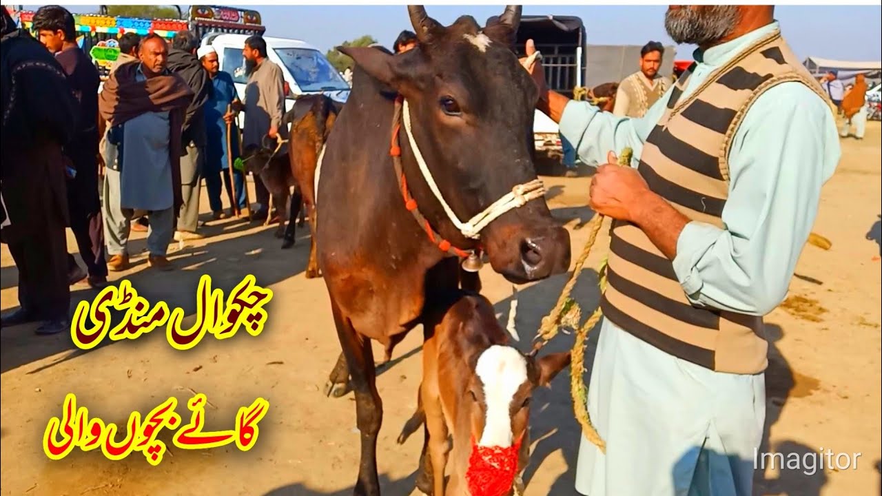 Cow Mandi Chakwal Latest Update 2024 New
