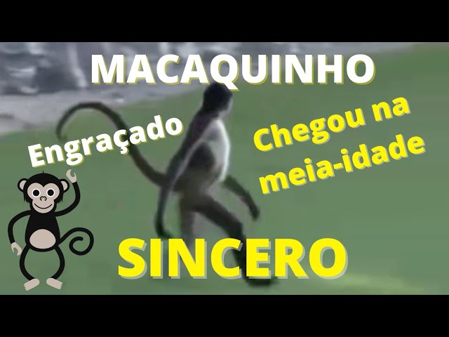 jojofuny Meias De Música Para Presépio De Macaco Engraçado Esticar