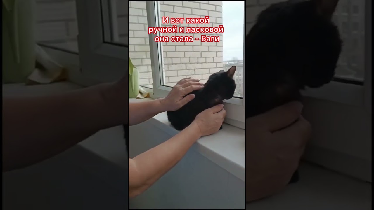 youtube video for Умильно