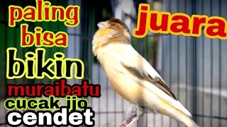 SUARA BURUNG KENARI GACOR MASTERAN MURAI BATU,CUCAK IJO,CENDET
