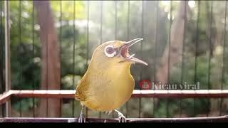Terapi Air \u0026 Suara Pleci Gacor Untuk Pancing Bunyi Pleci Ombyokan