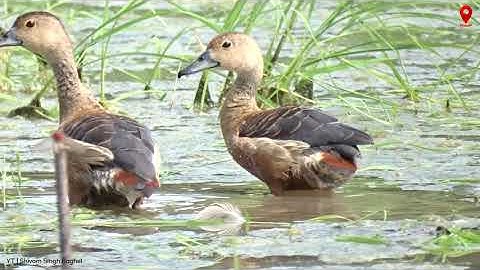 Relaxing music 🎶|| Lesser whistling duck|| maditation sound