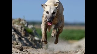 Greyhound dog. The best hunter among dogs by World animals 538 views 7 years ago 2 minutes, 30 seconds