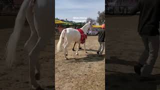 #punjabisong #punjabi #song #horse #horseriding #horselovers