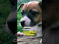 Tenterfield Terrier - The Origin of This Versatile Australian Dog Breed