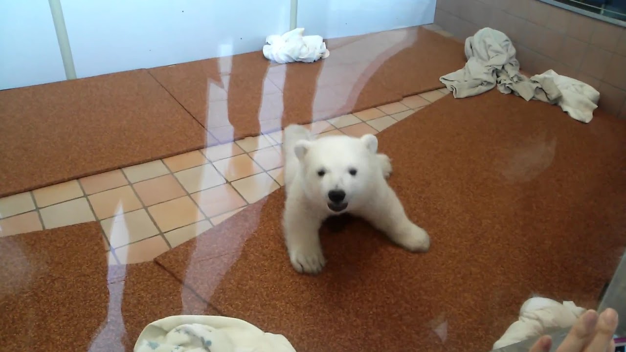 無敵！シロクマの赤ちゃん。