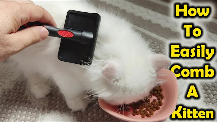 Video 11782211: longhair persian kitten, persian kitten long hair, white persian kitten