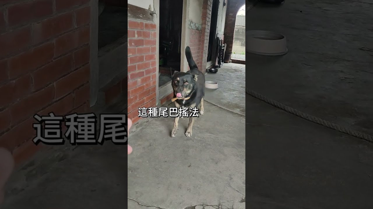 [台灣米克斯]404  社恐狗的尾巴說明 不喜歡大於恐懼害怕??...#台灣犬 #台灣米克斯 縮圖