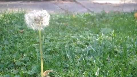 The Hydrophobic Effect