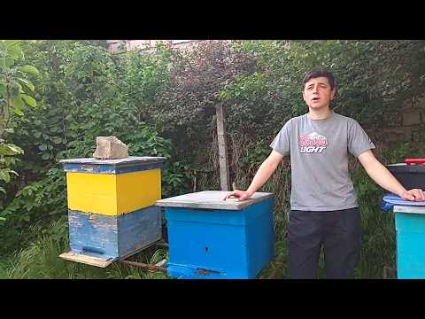 დედაფუტკრის,გალიით მიცემა.