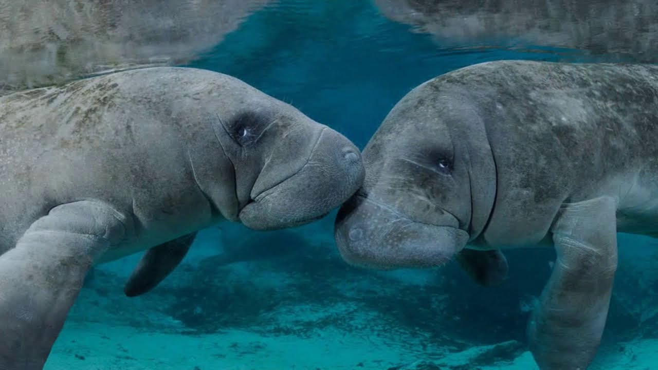 Amazonian Manatee Secrets of the Amazon Rainforest