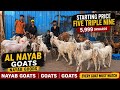 5999/- Ownards🔥 Dhamaka Nahi Milega Chanas Looto Aur Shouk Karo || Al Nayab Goats Bandra Mumbai ||