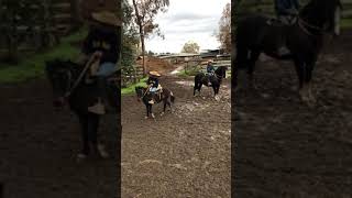 El Huaso josito