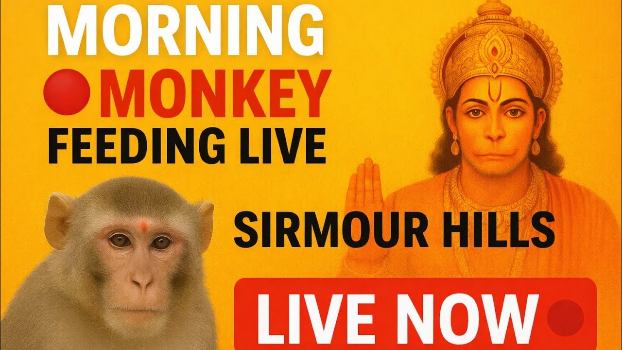 🔴“Morning Monkey Feeding LIVE | Sirmour Hills Paonta Sahib | Bhakti Marg Hanuman | LIVE Darshan 🔴”