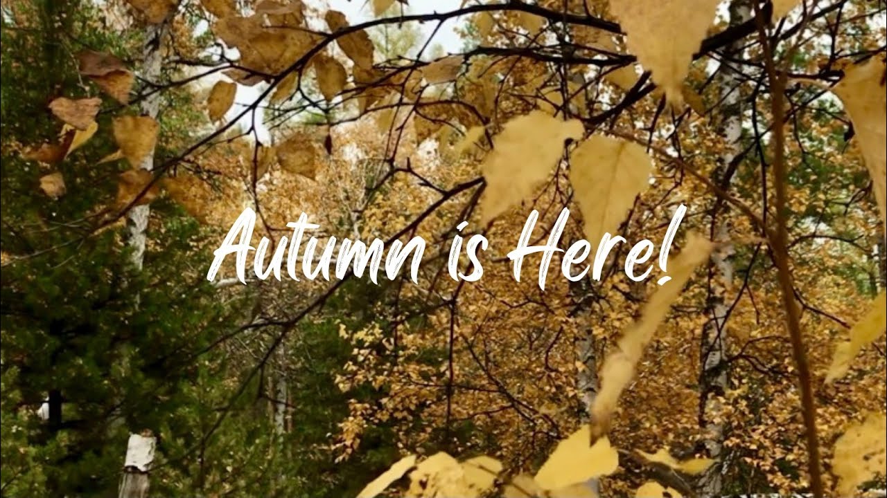 #1 FOREST | Autumn | Walking in the woods, autumn in the forest, fresh air and afternoon walk