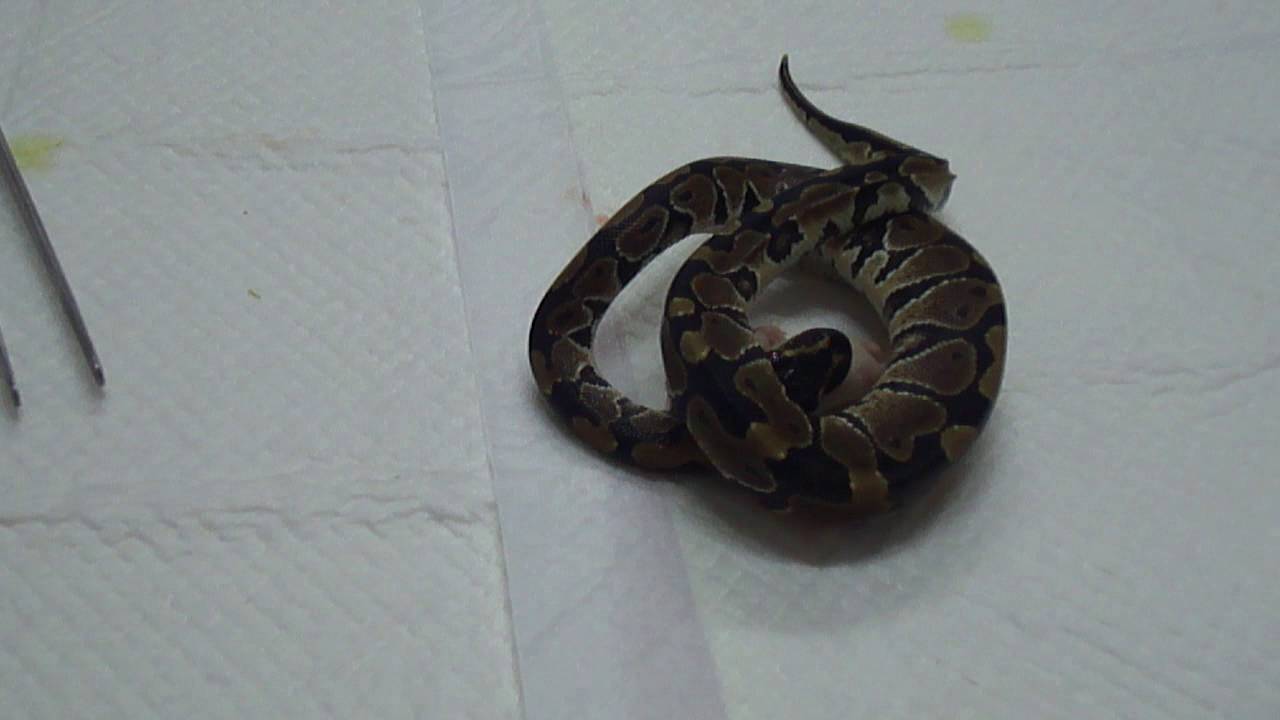 ボールパイソンの強制給餌 Force Feeding Of Ball Python Youtube