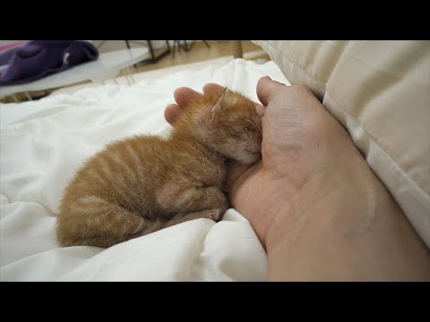 <strong>This</strong> Baby <strong>Kitten</strong> Needs Human Warmth To Sleep