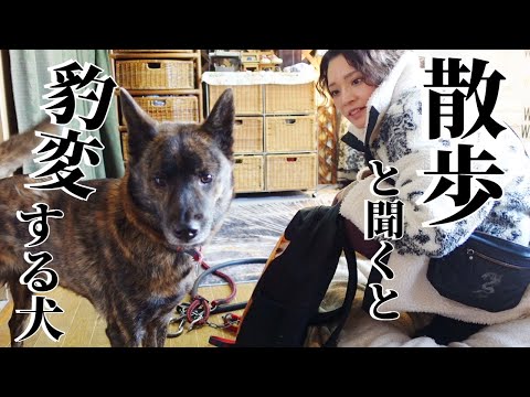 「散歩」と聞くと嬉しくて舞い上がる甲斐犬！【柴犬・甲斐犬】