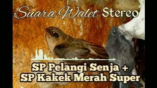 SP Pelangi Senja   SP Kakek Merah Super