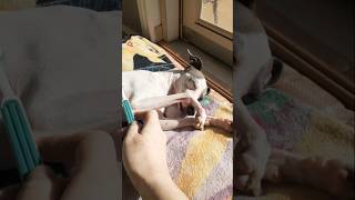 Mr. Long-Legs feeling fabulous! #grayhound #iggydog #italiangrayhound #sighthound #funnydogvideos