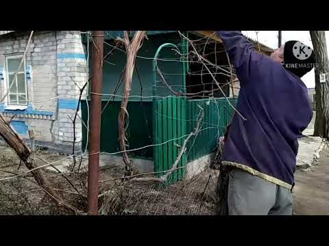Обрезка винограда. Обрезка