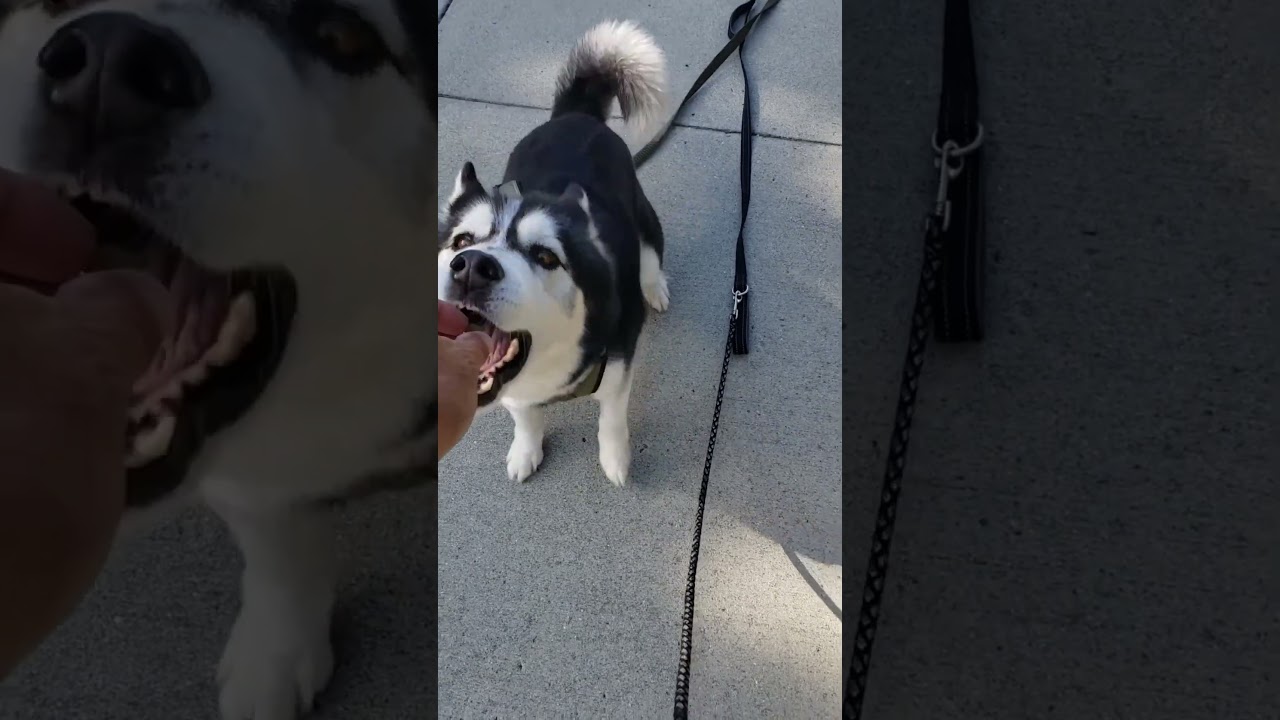 Training our husky Anabelle to "come back" on command