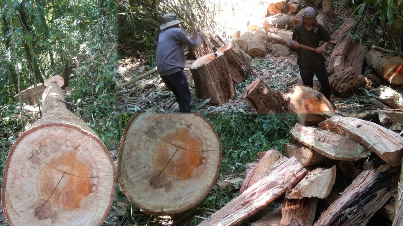 Life in jungle Chopping firewood