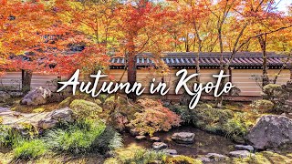 [4K] Beautiful Autumn Kyoto in Eikando Temple screenshot 1