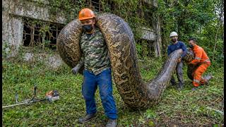 Catching Giant Python Inside an Abandoned House | Dangerous Rescue Mission | Survival Skill