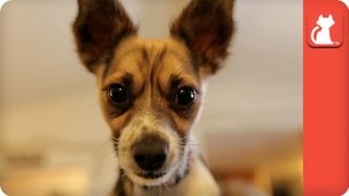 Dog Viciously attacked by Coyote - Tails of Survival by The Pet Collective Cares 164,351 views 10 years ago 4 minutes, 28 seconds