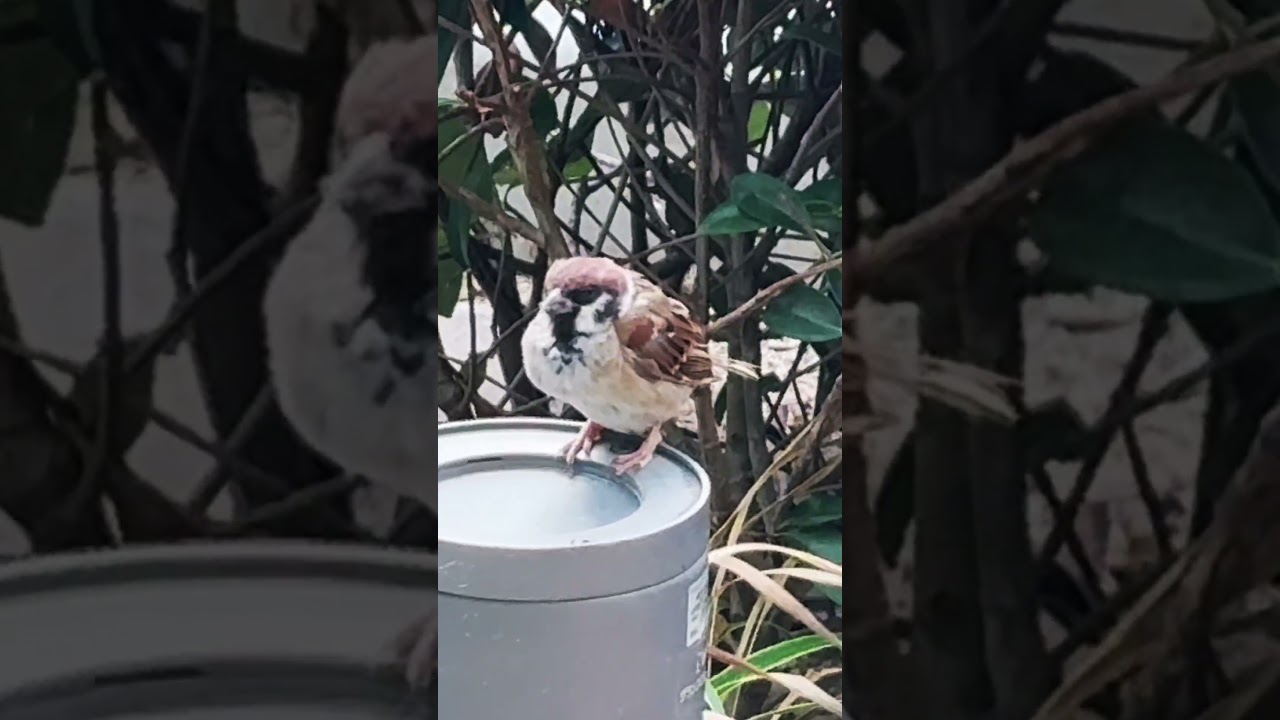 Little Sparrow #birds