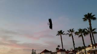 Rev Eagle soars over couple at Hotel Del
